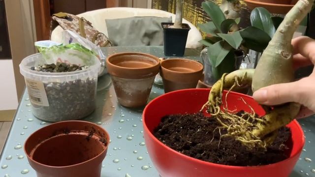 Пересадка адениумов.? смотреть онлайн