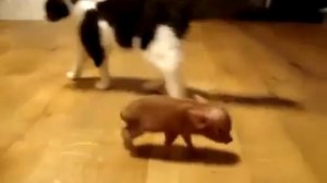 малюсенький мини-пиг  (поросята хрюши минипиги микропиги)