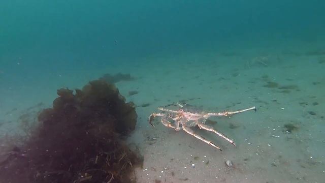 Подводный мир Баренцева море, губа Кутовая/Barents sea underwater world