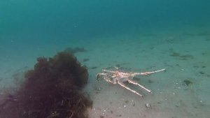 Подводный мир Баренцева море, губа Кутовая/Barents sea underwater world