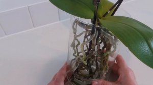 ВЫРАЩИВАНИЕ ОРХИДЕЙ БЕЗ СУБСТРАТА. ЛЕГКО И ПРОСТО.