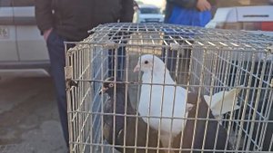 Голуби цены Птичий рынок г Прохладный