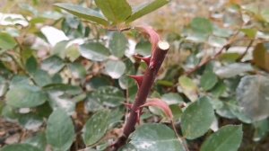 Как подготовить и Когда в Сибири укрывать Розы Мой опыт