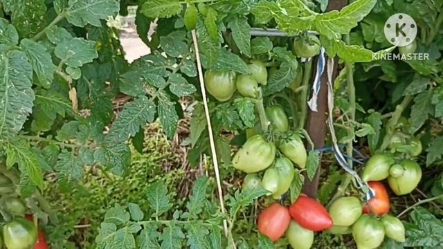 Сибирь. Обзор и дегустация Томатных гномов Десперадо и от  Бреда Гейтса.