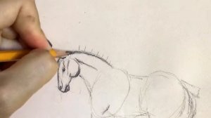 Учимся рисовать лошадь | How to draw a horse | Как нарисовать лошадь.