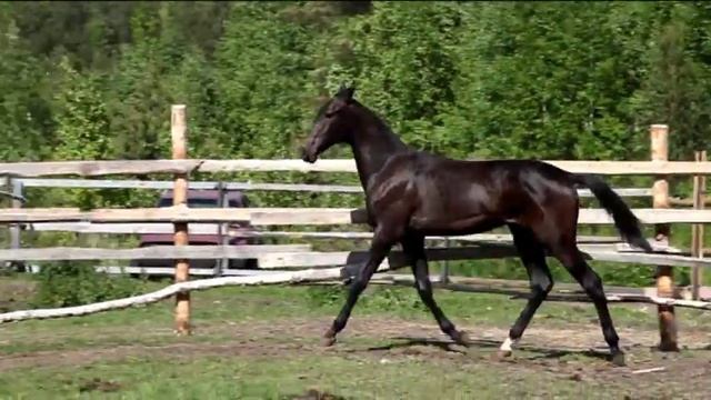 ахалтекинский жеребец ДарханБай (Акдерек-Даргеш) смотреть онлайн