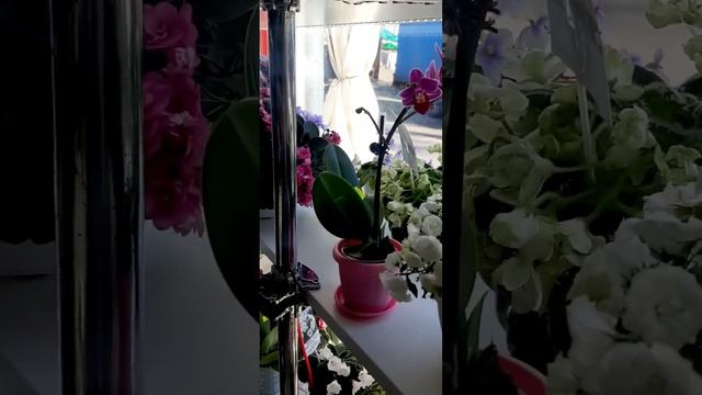 С первым днём весны! Магазин Фиалки в Одессе.??