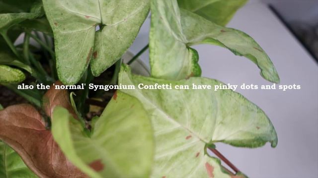 My SYNGONIUM Collection 🌿 COLOR CODE | Plantkins смотреть онлайн