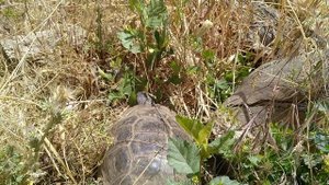 А вы слышали как шипит черепаха?