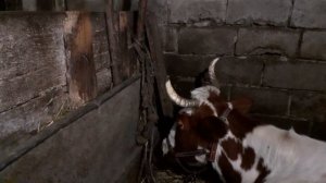 Почему бывает  РОЗОВЫЙ ТВОРОГ или розовая марля?