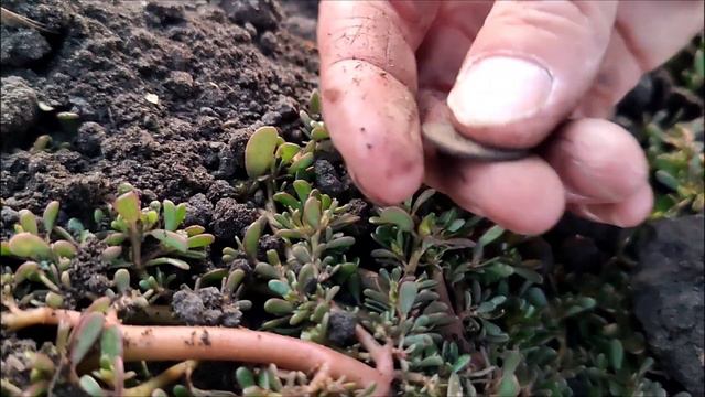 Огороды возле реки 3. смотреть онлайн