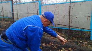 Как обрезать молодой куст винограда
