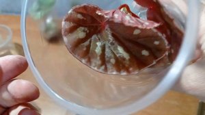 Посылка с бегониями природниками 21.08.2003