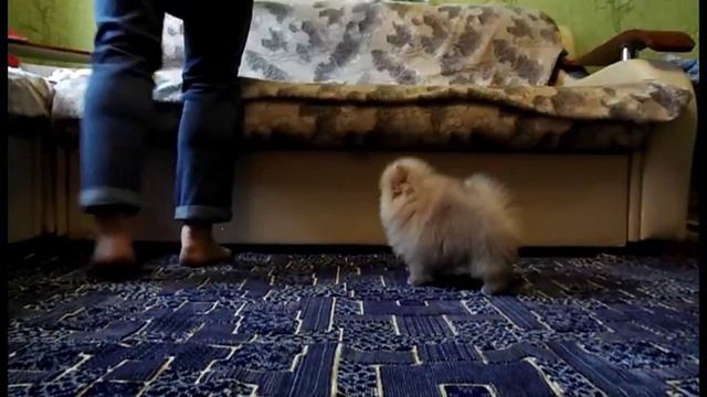 Щенок Померанского Шпица - мальчик 2,5 месяца смотреть онлайн