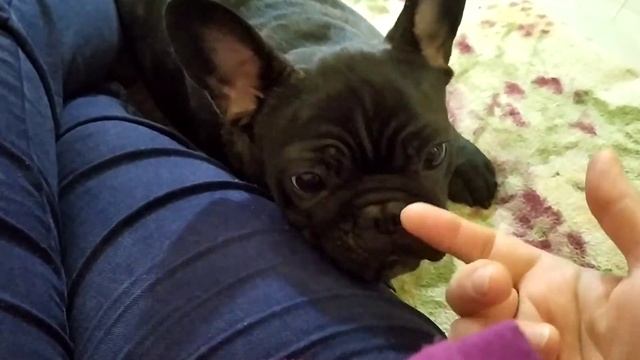 Мой метод кормления французского бульдога, дешево и просто. Чем кормлю своих собак. смотреть онлайн