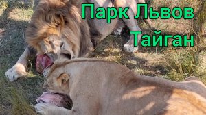 Парк Львов Тайган