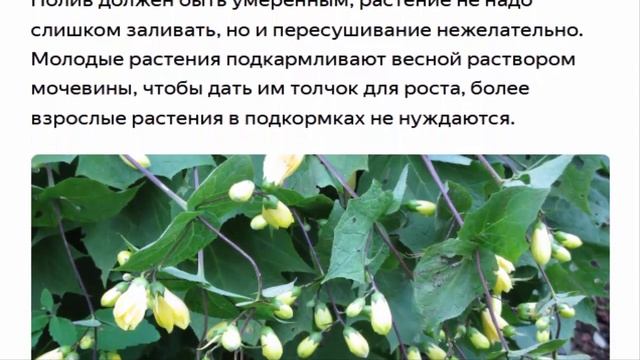 Редкий многолетник для Вашего сада смотреть онлайн