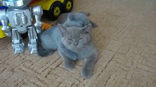 все котята моют уши смотреть онлайн