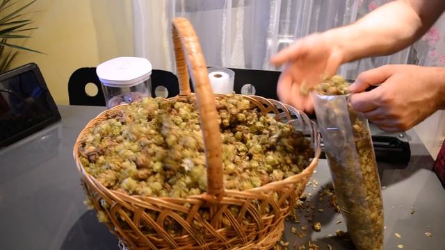 Заготавливаем ХМЕЛЬ для домашнего пива. Вакуумация хмеля.