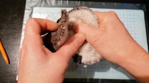 Выкройка ботиночек для собак