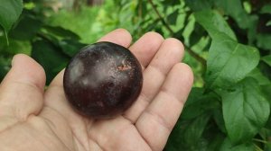 Плаэри Надия (plum Nadia) Бранчберри. Новейший гибрид вишни и сливы в Украине. Сигналка