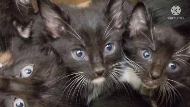 39 маленьких больных котят уми_ра_ли в коробке, они тряслись от холода, жажды и страха... смотреть онлайн