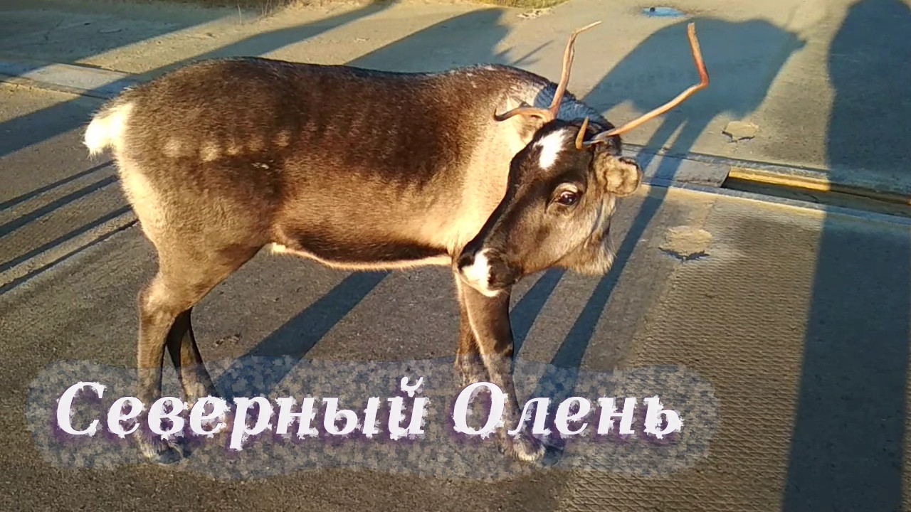 Северный тундровый олень (Reindeer)