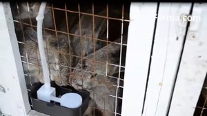 Чашечная и ниппельная поилка для кроликов и грызунов