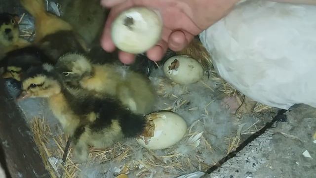 голубой фаворит и цветные утята под индоуткой / ЧП и прекрасный результат смотреть онлайн