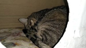 Красивый многоэтажный домик для кота из коробок
