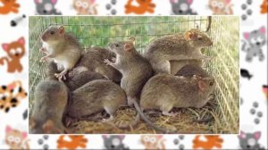 ЧТО ЕСЛИ все кошки исчезнут? #ИФ