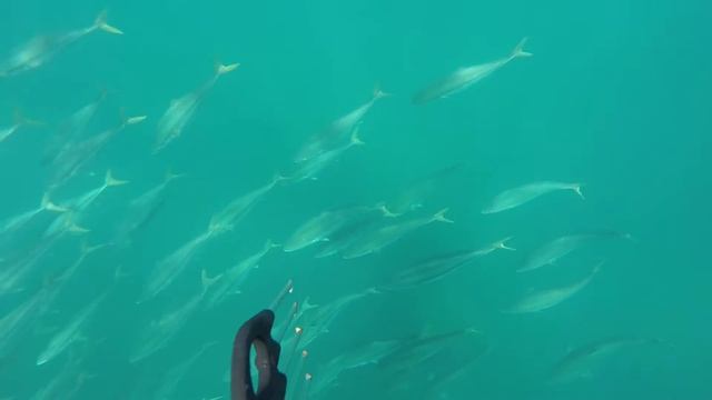 Желтохвостая лакедра Seriola quinqueradiata в Японском море смотреть онлайн