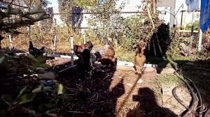 Пушкинская порода кур и Австролорп черно-пестрый на моём подворье.