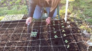 Planting Lisianthus For the Flower Farm