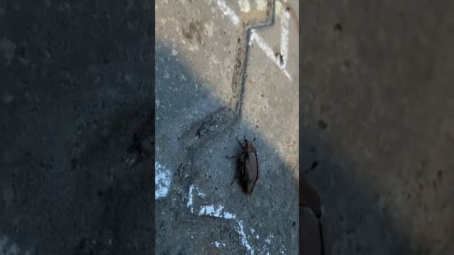 beetle flies майский жук летает смотреть онлайн