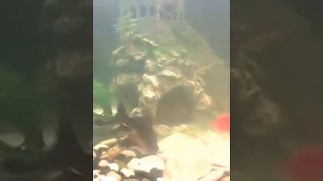 КОМЕТА ЧЁРНАЯ КРАСАВИЦА МАЛЕНЬКАЯ смотреть онлайн