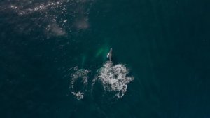 КИТ ПОЕТ, ТОЛЬКО ПОСЛУШАЙТЕ КАК ЭТО ЗАВОРАЖИВАЕТ!!!НАСЛАЖДАЙТЕСЬ ПЕНИЕМ КИТА!!!