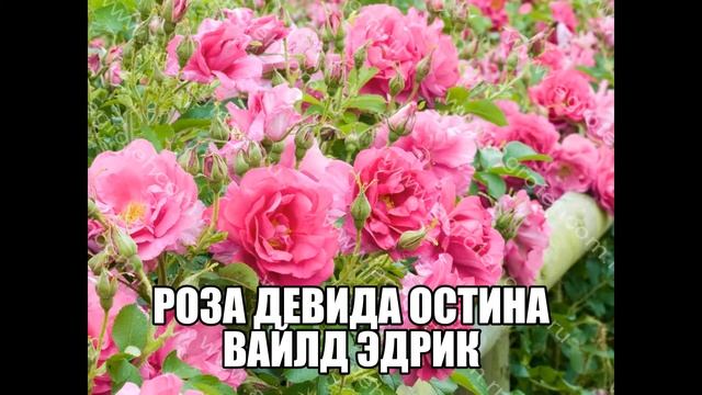 Роза Девида Остина Вайлд Эдрик смотреть онлайн