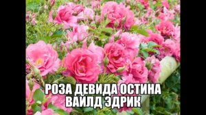 Роза Девида Остина Вайлд Эдрик