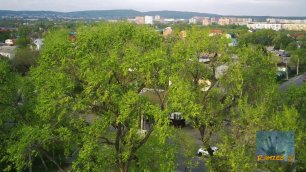 Уссурийск 2022 - Дерево в городской суете.mp4