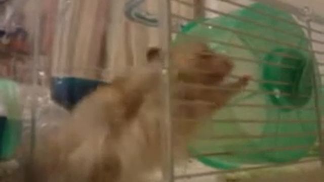 Хомяк музыкант смотреть онлайн