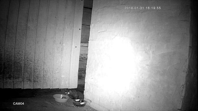 Норка в зимовнике смотреть онлайн