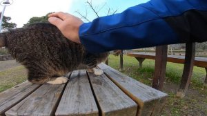 野良猫が花壇からモフられに出てきた