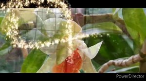 Дендробиум Dawn Marie 'red lip'. Цветение и немного об уходе