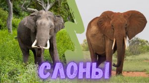 Слон. Слоны самые большие и сильные животные? Интересные факты о слонах