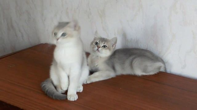 Продажа-Британские котята-девочки, окрас-голубой золотой тиккированный