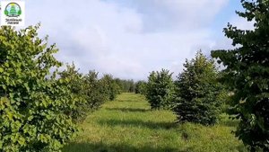 Липа кустовая форма купить из питомника саженцев