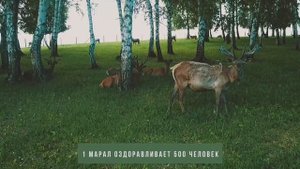 О пользе препаратов на основе пантов для спортсменов.mp4