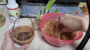 Encyclia vitellina пересажена...