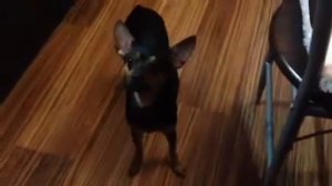 Мой той терьер. Той терьер говорит МАМА 🤑👍🏼😳😄😊😌😱🐶. Той терьер злиться😡 Гав! Гав! Гав!